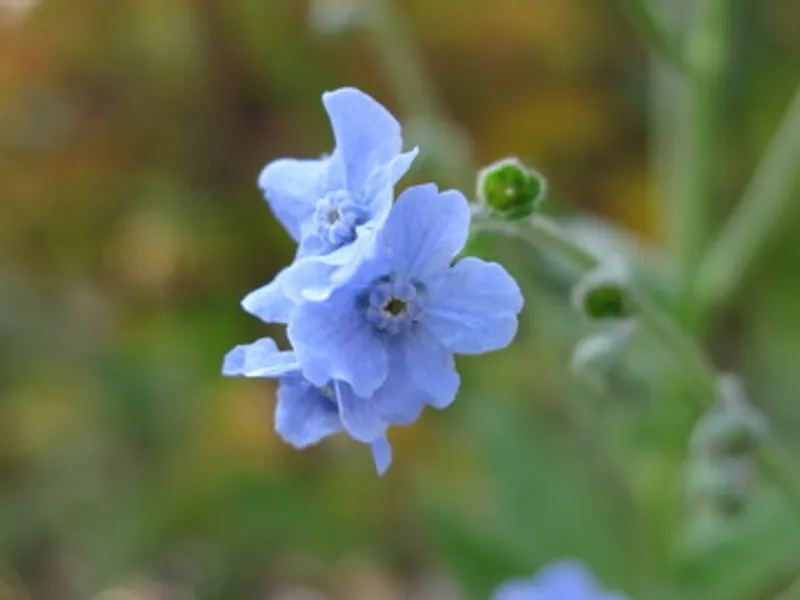 Blue forget-me-not flowers symbolizing remembrance and lasting love