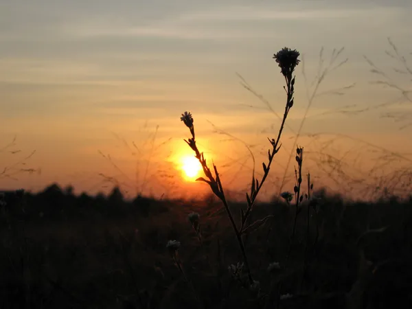 A path through nature representing the journey of healing and hope